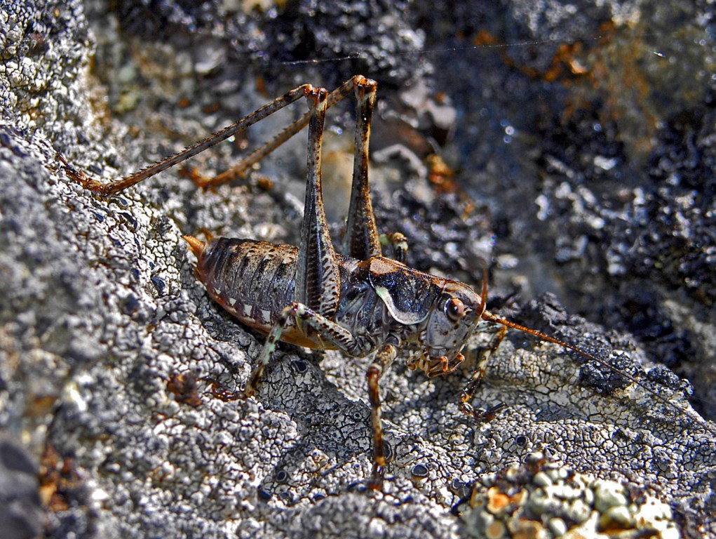 Maschio di Chopardius pedestris su una roccia